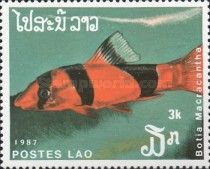 Clown Loach (Botia macrocantha)
