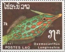 Harlequin Filefish (Oxymocanthus longirostris)