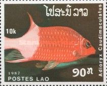 Silverspot Squirrelfish (Adioryx caudimaculatus)