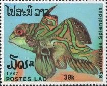 Mandarin Dragonet (Synchiropus splendidus)