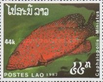 Coral Hind (Cephalopolis miniatus)