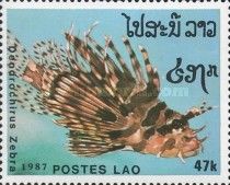 Zebra Turkeyfish (Dendrochirus zebra)