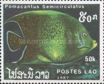 Koran Angelfish (Pomacantus semicirculatus)