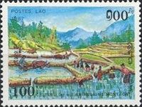 Rice field and farmers