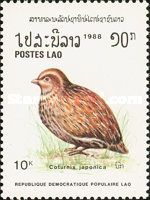 Japanese Quail (Coturnix japonica)