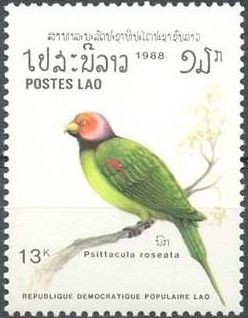 Blossom-headed Parakeet (Psittacula roseata)