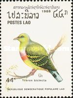 Orange-breasted Green Pigeon (Treron bicinctus)