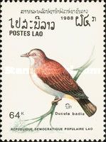 Mountain Imperial Pigeon (Ducula badia)