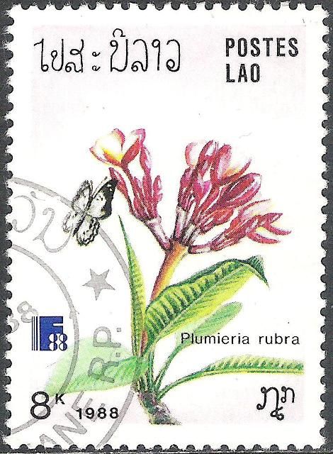 Plumeria rubra