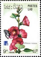 Papilio memnon, Althaea rosea