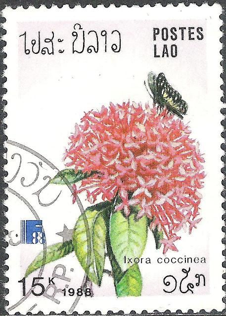 Damora sagana, Ixora coccinea