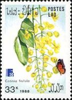 Danaus chrysippus, Cassia fistula
