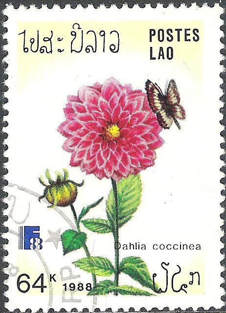 Limenitis trivena, Dahlia coccinea