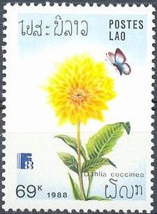 Dahlia coccinea