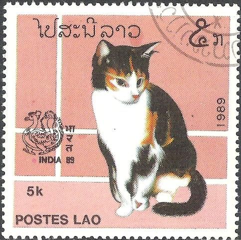 Domestic Cat (Felis silvestris catus)