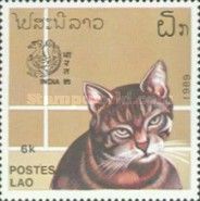 Domestic Cat (Felis silvestris catus)