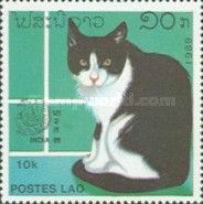Domestic Cat (Felis silvestris catus)