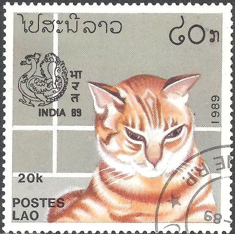 Domestic Cat (Felis silvestris catus)