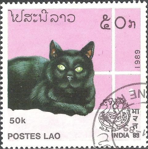 Domestic Cat (Felis silvestris catus)
