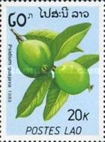 Psidium Guajava
