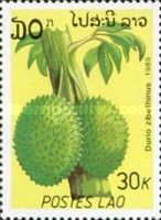 Durio Zibethinus