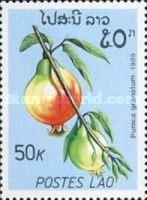 Punica granatum