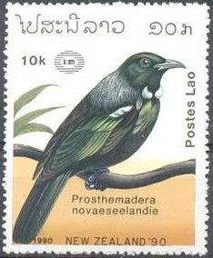Tui (Prosthemadera novaeseelandiae)