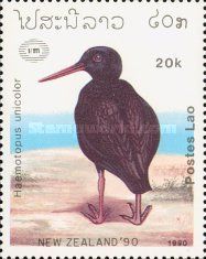 Variable Oystercatcher (Haematopus unicolor)
