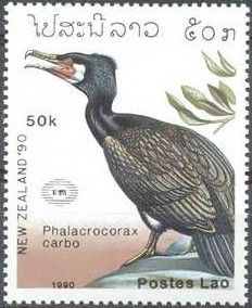 Great Cormorant (Phalacrocorax carbo)
