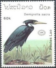Pacific Reef Heron (Egretta sacra)
