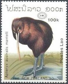 North Island Brown Kiwi (Apteryx australis mantelli)