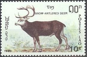 Brow-antlered Deer (Rucervus eldii)