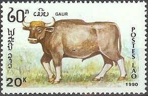 Gaur (Bos gaurus)