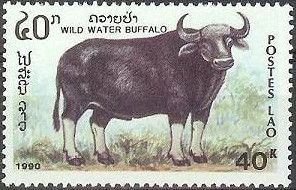 Wild Water Buffalo (Bubalus arnee)