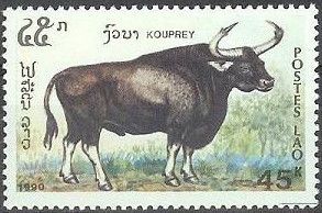 Kouprey (Bos sauveli)