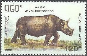 Javan Rhinoceros (Rhinoceros sondaicus)