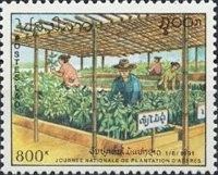 Tree nursery