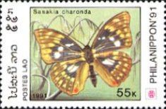 Japanese Emperor (Sasakia charonda)