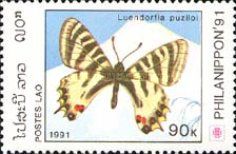 Swallowtail (Luehdorfia puziloi)