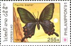 Chinese Peacock (Papilio bianor)