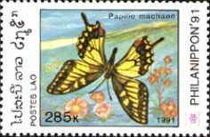 Swallowtail (Papilio machaon)