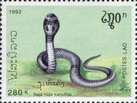 Monocled Cobra (Naja kaouthia)