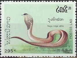 Chinese Cobra (Naja atra)