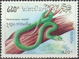 Temple Viper (Trimeresurus wagleri)