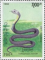 King Cobra (Ophiophagus hannah)
