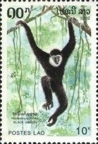 Black Gibbon (Hylobates concolor) (see Description)