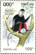 Douc Langur (Pygathrix nemaeus)