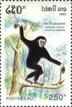Pileated Gibbon (Hylobates pileatus)