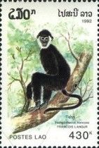Francois's Langur (Trachypithecus francoisi)