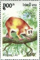Pygmy Loris (Nycticebus pygmaeus)